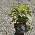 Muchovník jelšolistý (Amelanchier alnifolia) ´SASKATOON BERRY ´®- výška 40-60 cm, kont C4L 
